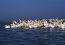 White pelicans ©  L.Andreev